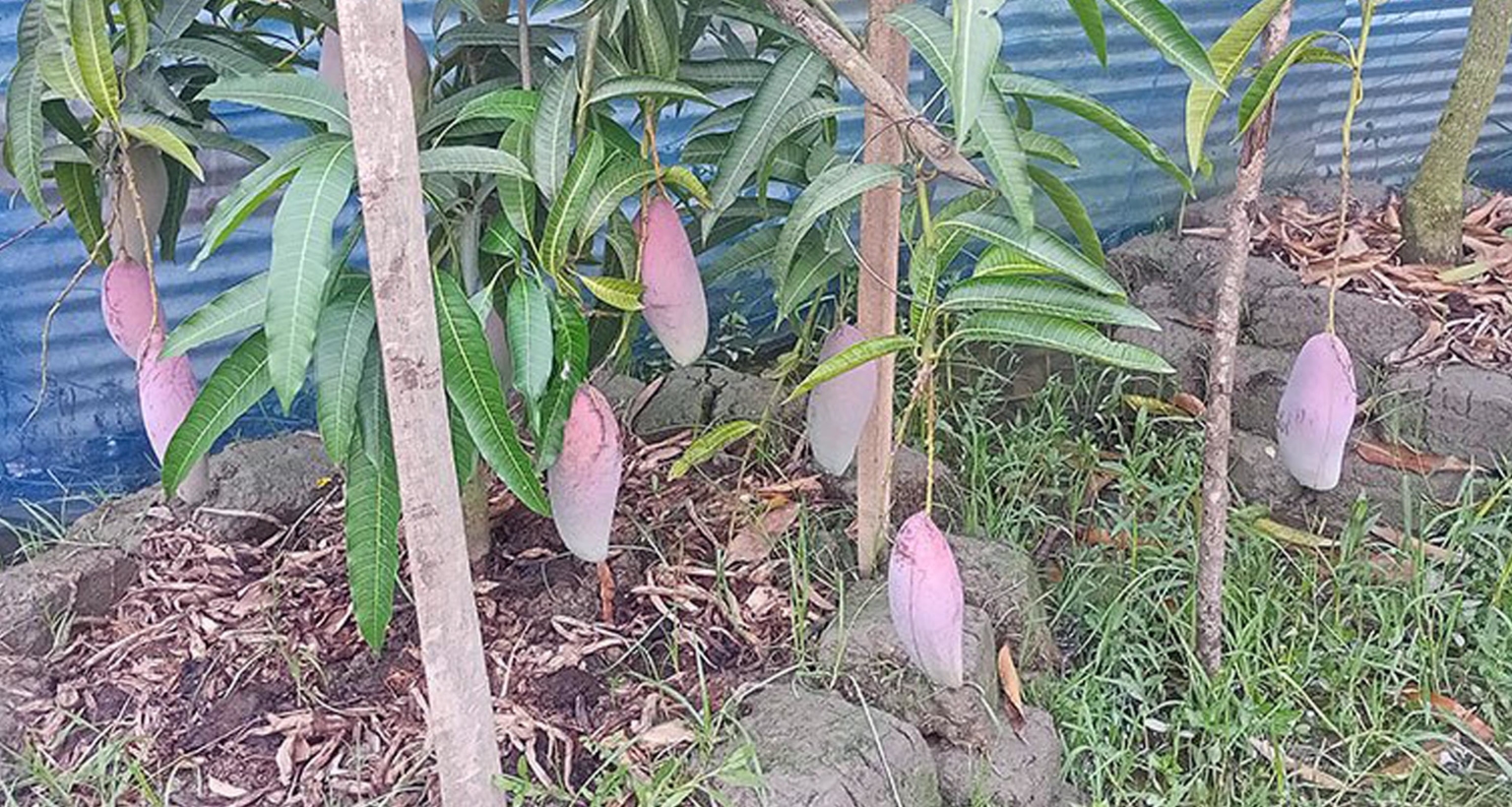 পটুয়াখালীর গলাচিপায় নানা প্রজাতির আম চাষে সফলতা